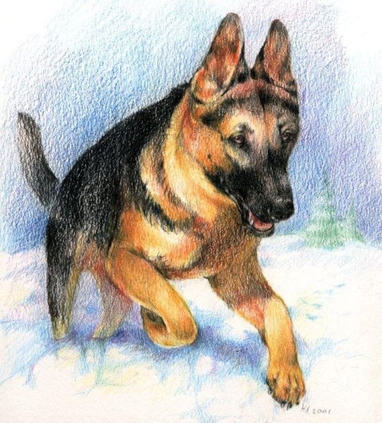 Немецкая овчарка рисунок