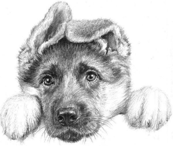 Овчарка рисунок