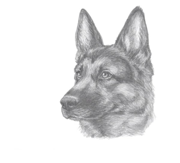 Овчарка рисунок