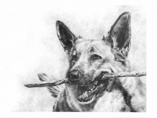Щенок немецкой овчарки карандашом