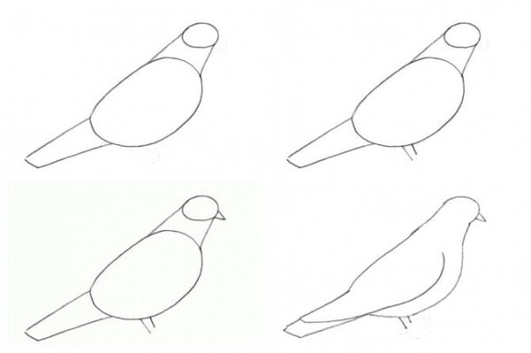 Нарисовать голубя пошагово
