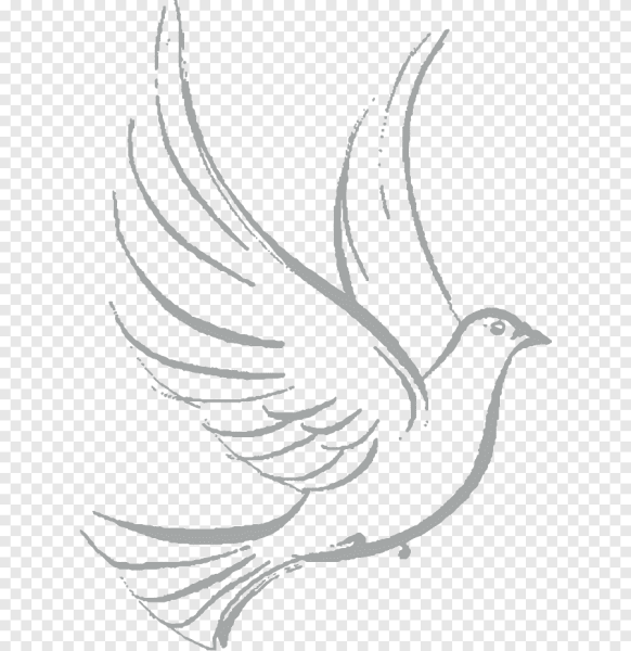 Голубь поэтапно