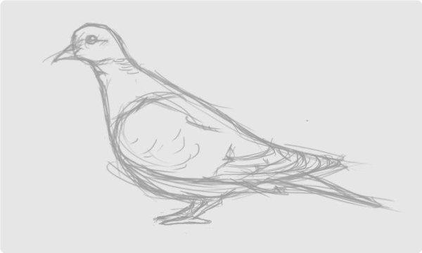 Уроки рисования голубей