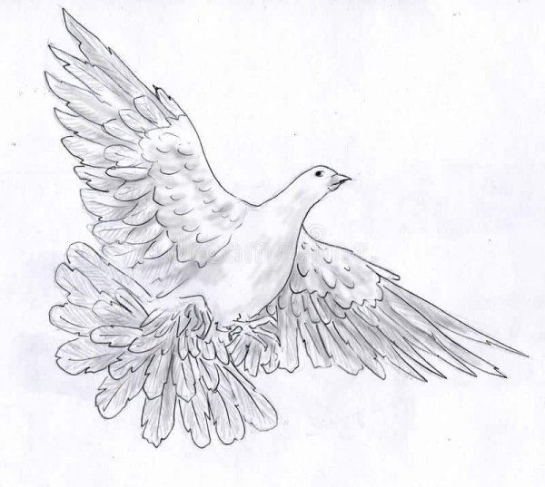 Поэтапный рисунок голубя
