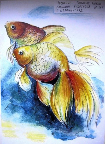 Вуалехвост акварель