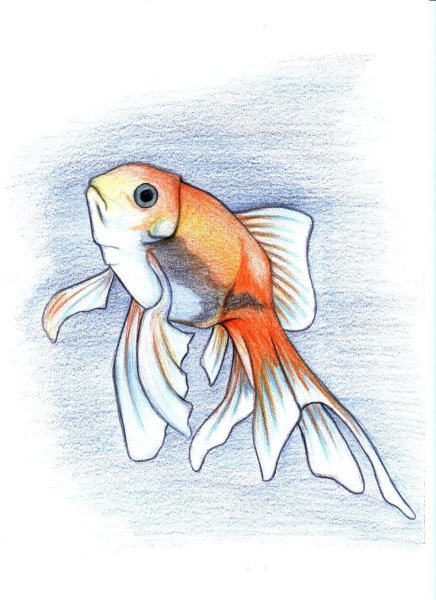 Золотая рыбка цветными карандашами