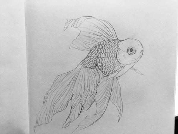 Рисование Золотая рыбка