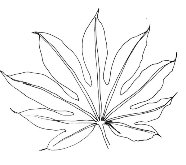 Листья тропических растений