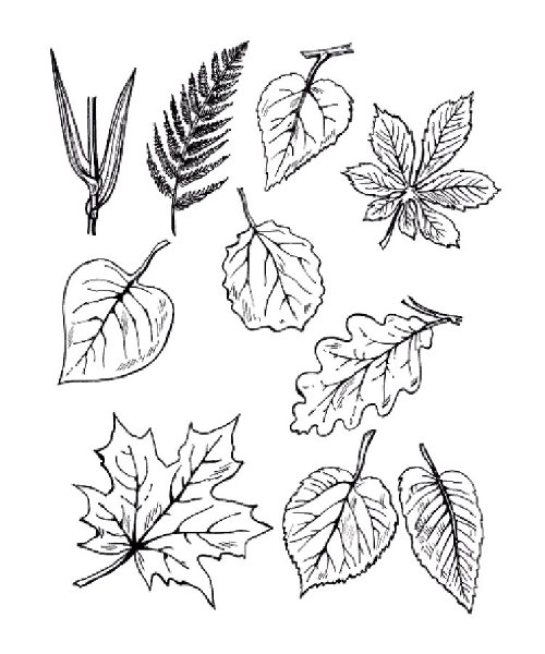 Листья деревьев раскраска