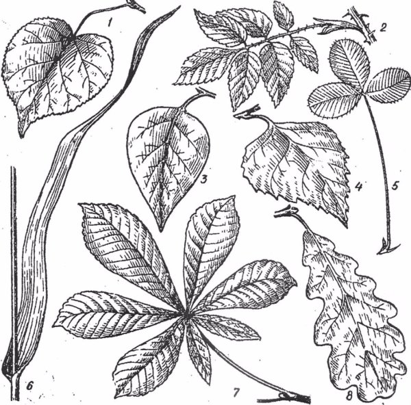 Деревья со сложными листьями