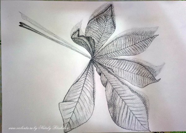 Листья Графика карандаш