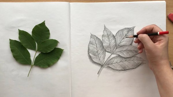 Листы с натуры рисунок