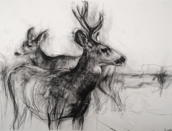 Зарисовки животных углем