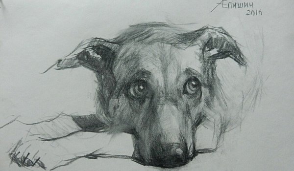 Наброски собак