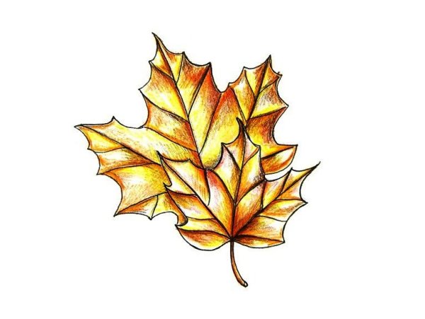Кленовый лист цветными карандашами
