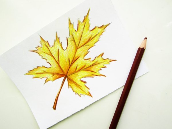 Рисование на листьях клена