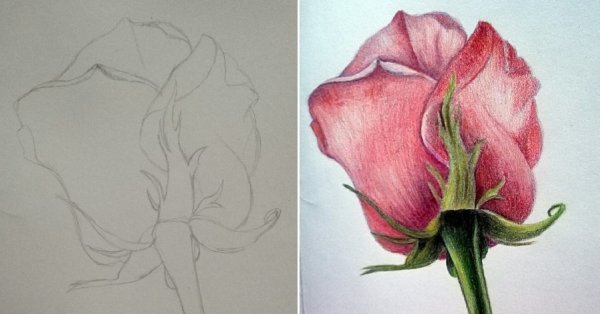 Цветы для срисовки