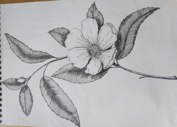 Роза карандашом