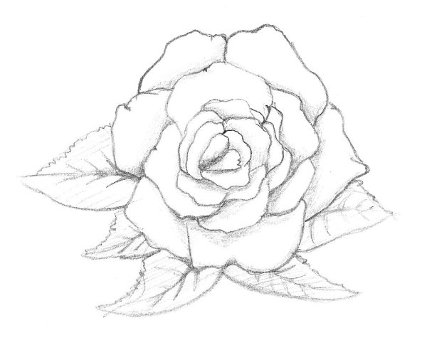 Цветы простым карандашом