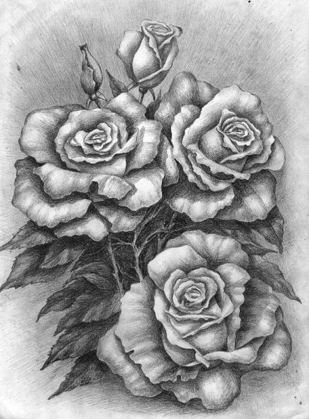 Роза карандашом