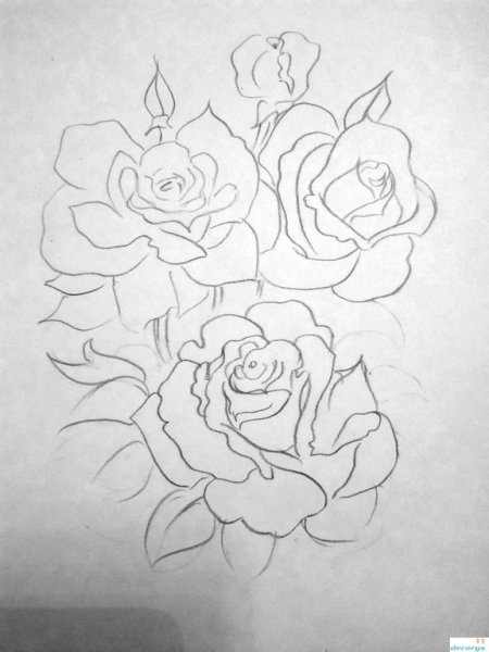 Букет роз карандашом для срисовки