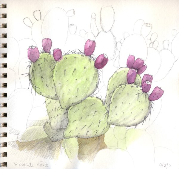 Красивые рисунки для скетчбука легкие кактусы