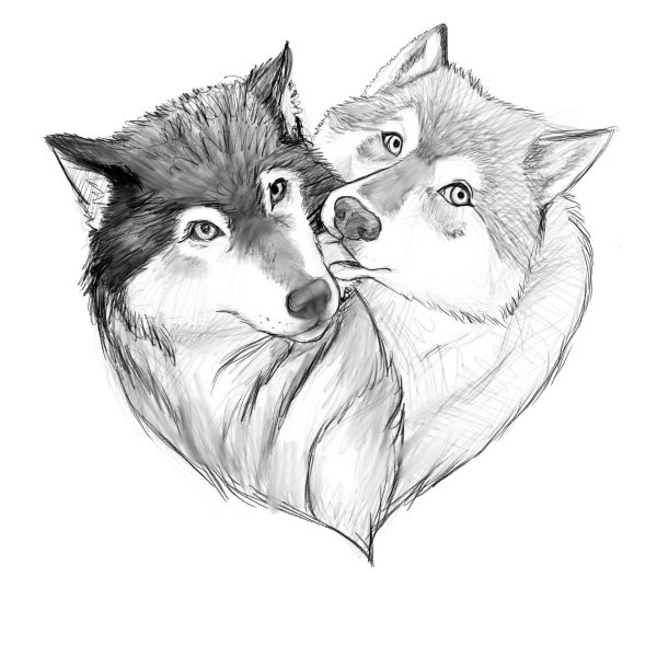 Волк рисунок