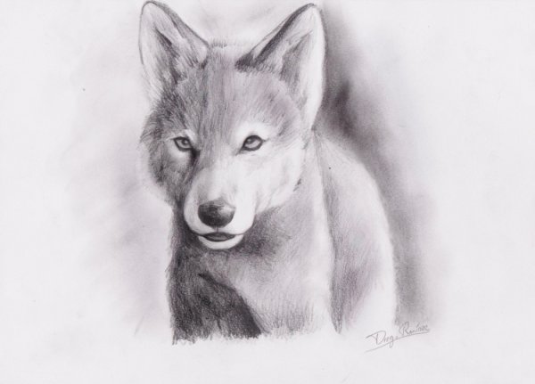 Волчонок карандашом