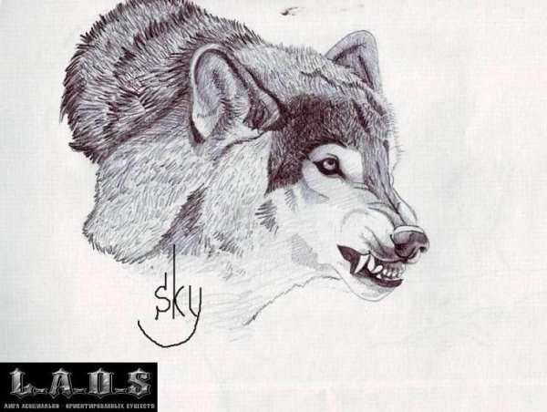 Волчонок для срисовки карандашом