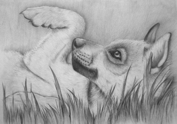 Волчонок карандашом профессионально