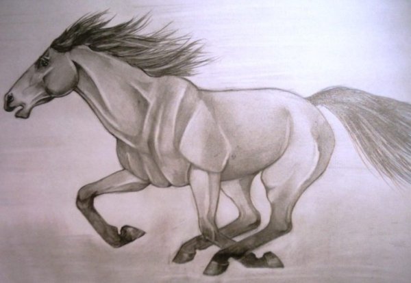 Лошадь рисунок