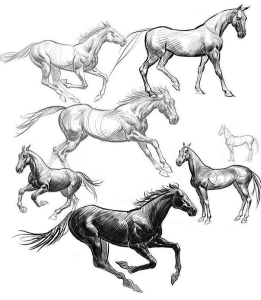 Красивые рисунки лошадей карандашом