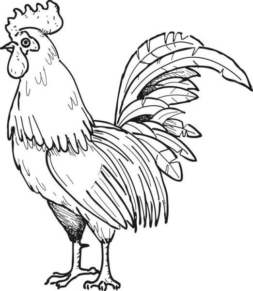 Петушок. Раскраска