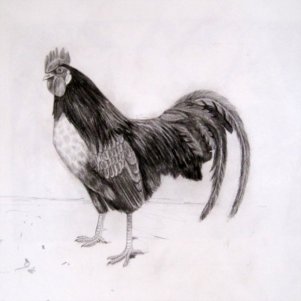 Зарисовки петуха карандашом