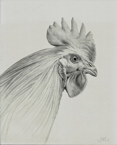 Зарисовка петуха