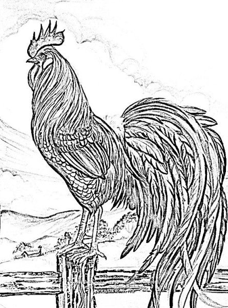 Петух Выжигание