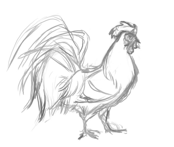 Петух рисунок карандашом