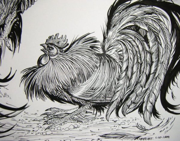 Петух рисунок карандашом