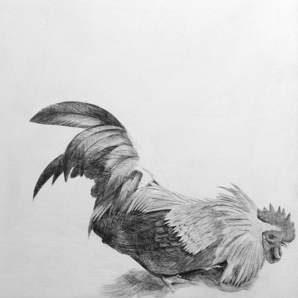 Зарисовка петуха