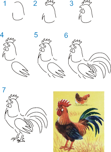 Как нарисовать петуха карандашом поэтапно для детей 5 лет