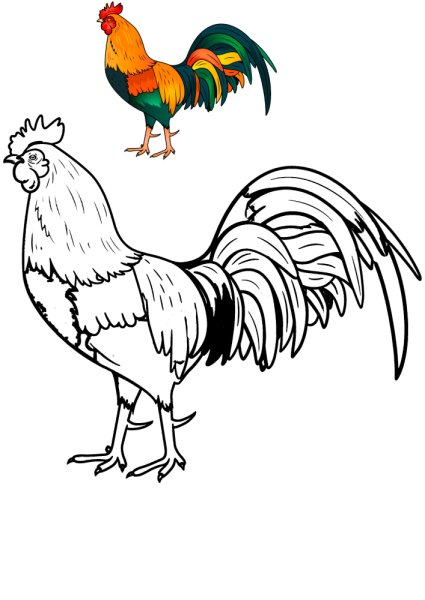 Петух раскраска для детей