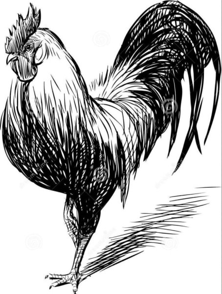 Петух карандашом
