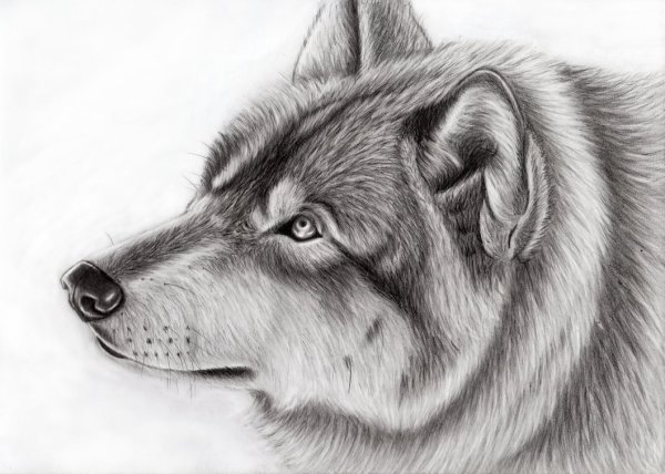 Рисунки Волков карандашом