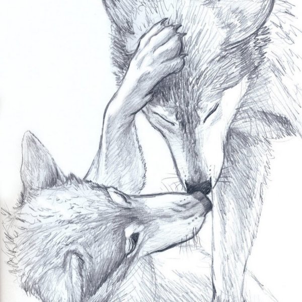 Красивые рисунки карандашом волк