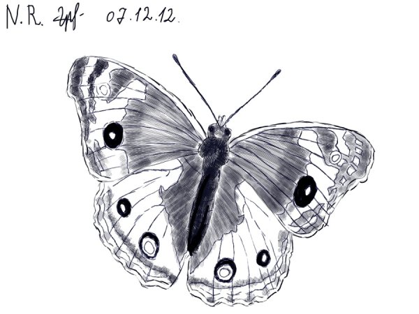 Бабочка раскраска для детей