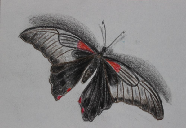 Бабочка рисунок карандашом