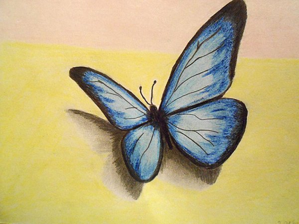 Бабочка карандашом