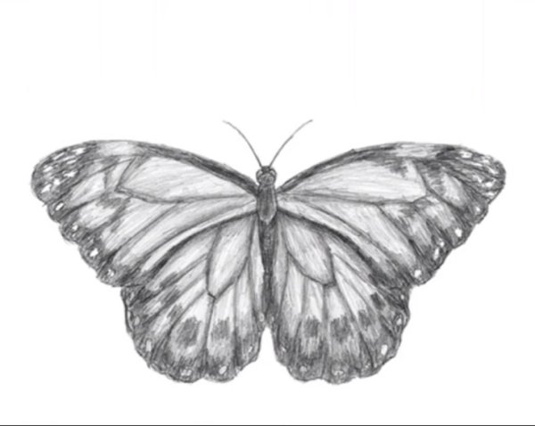 Нарисовать красивую бабочку карандашом