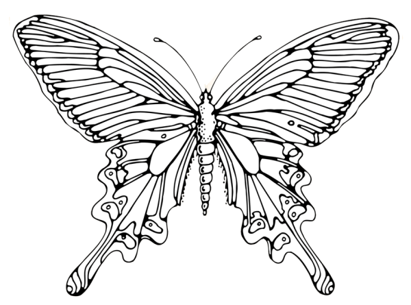 Тату бабочки карандашом