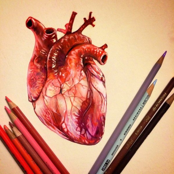 Анатомическое сердце человека